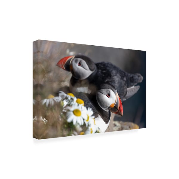 Pierre Leclerc 'Puffins Portrait' Canvas Art,16x24